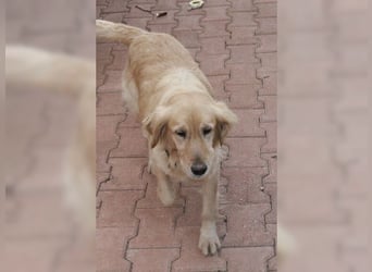 Tolle, liebevolle, aktive Traumhündin Nika, Golden Retriever
