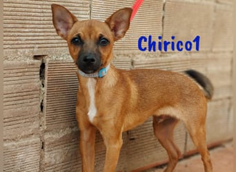 Chirico1 06/2024 (ESP Pflegestelle) - verschmuster und lustiger Chihuahua-Pinscher-Mix Welpe!