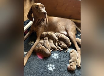 Magyar Vizsla aus Jagdlicher Leistungszucht. Ein Rüde sucht noch sein perfektes Zuhause