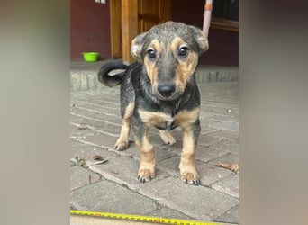 Lucy, geboren 10.12.2024, 31cm sucht ihre Menschen