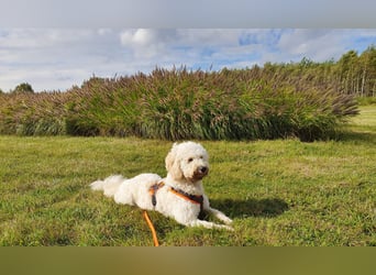 GOLDENDOODLE Traum ! Bezaubernde Welpen aus langjähriger+überprüfter Familienaufzucht.