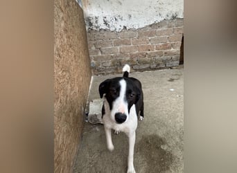 YAELA, Hündin, 1,5 Jahre, 38 cm, Mischling, Tierschutz