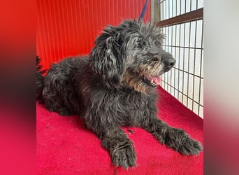 liebenswerte DORKA - 9 Jahre, 38cm/10,5kg - Schnauzer-Mix