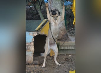 „Sally“, Kangal-Mixhündin, ca. 2022/2023 geboren, ruhig, zurückhaltend