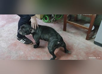 COCO
