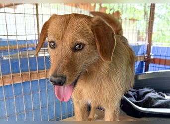 Kuckuck, wer schenkt Traumhund OLIVER ein liebevolles Zuhause?