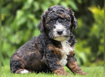 Cavapoo welpen