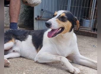 Dino ❤️ aufgeweckter, lieber Traumhund