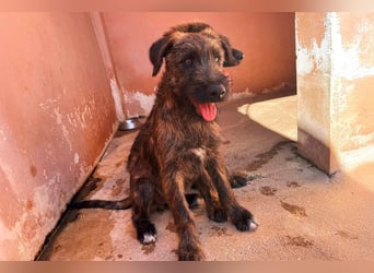 Bombón  sucht ein Zuhause