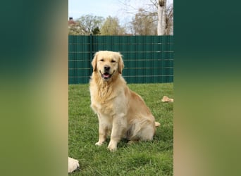 Golden Retriever Deckrüde mit FCI-Ahnentafel