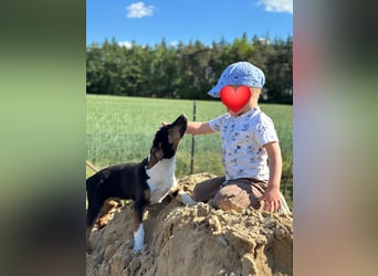 Kinderlieder  5 Monate junger Rüde