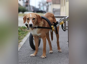 Handicap-Rüde ♥Tango♥ liebenswerter Kerl