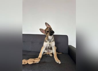 Wunderbare Deya sucht liebevolles Zuhause