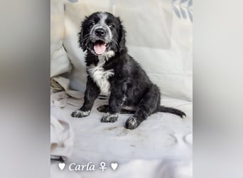 , Cindy und Carla suchen ab Mitte Juli ein Zuhause