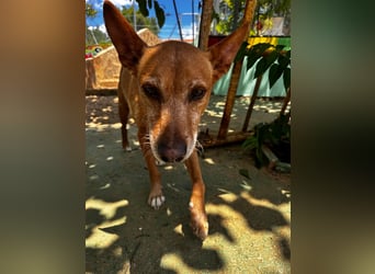 Chico- Podencobub sucht ruhige Familie