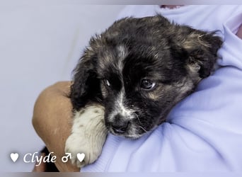 Winzling Clyde, Alopekis-Mix,  sucht ein Zuhause