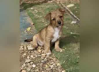 Bartolillo, kleiner Bube sucht sein Glück