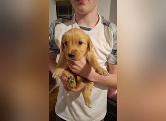 Golden Retriever Welpen