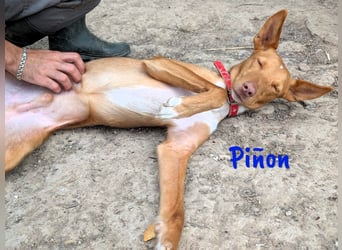 Piñon geb. 03/2024 (ESP) - zutraulicher und verschmuster, junger Podenco!