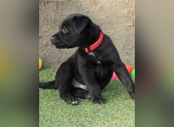 Australian Shepherd Labrador Welpen Aussiedor