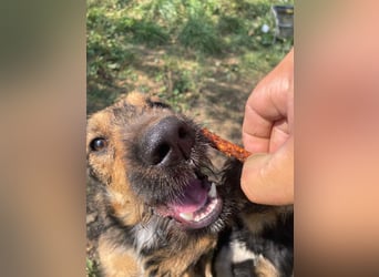 Leo - Jagdterrier Mix