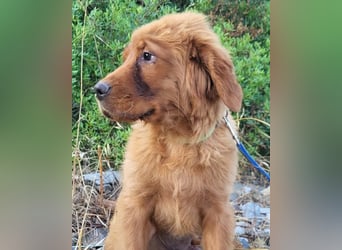 Chow-Chow-Retriever-Mix FELIX ❤️wartet in 53940 Hellenthal