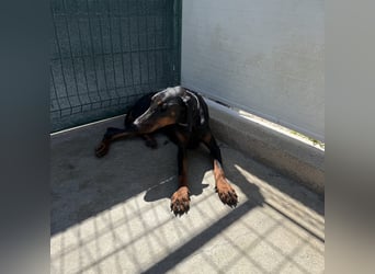 Zarter Odin sucht sein Für-Immer-Zuhause ❤️