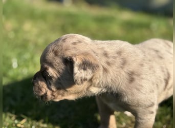 Exquisit Bulladors (Labrador, English Bulldogge)mit vollen Papieren, Ahnentafeln, Gesundheitszeugnis