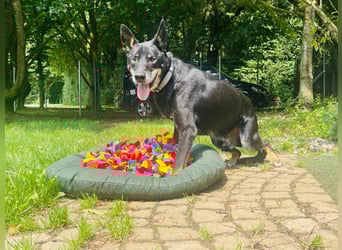 Misha ❤️ Hundeopi mit schwerem Schicksal sucht Geborgenheit