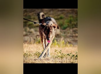 Elfie, Schäferhund-Mix, lieb und verträglich