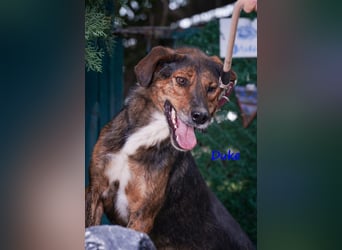 Duke 02/2021 (GRC) - dringend Pflegestelle oder Zuhause gesucht!