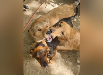 Charmanter Traumbub OLIVER sucht sein Für-Immer-Zuhause