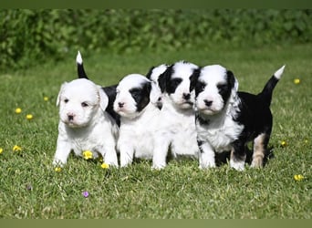traumhaft hübscher Tibet Terrier Welpen aus erfahrender Zucht  sind geboren dürfen im Juni ausziehen