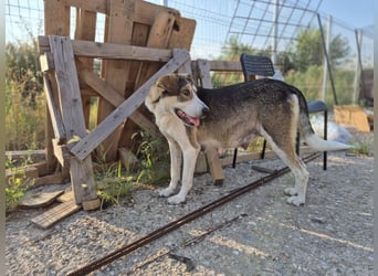 ALINA, Hündin, 3 Jahre, 50 cm, Mischling, Tierschutz