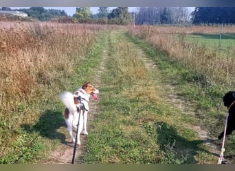 Barney – toller Bub mit viel Potenzial – wartet in PLZ 12683 Berlin-Biesdorf