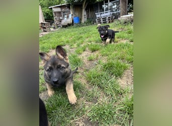 Deutscher Schäferhund Welpen