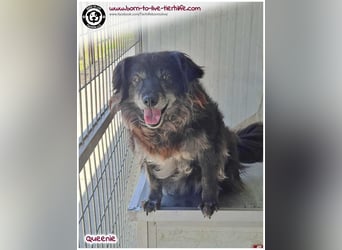 Freundliche QUEENIE sucht ein liebes Zuhause
