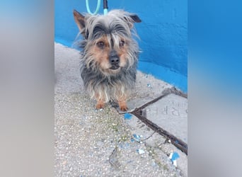Tobby, hofft auf seine große Chance