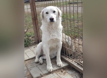 ♥JANOSCH♥ hübscher, sehr lieber, anfangs noch vorsichtiger Labrador-Mix-Rüde 48 cm