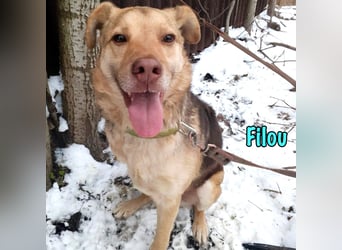 Filou 04/2022 - lebensfroher, unglaublich netter Hund sucht Menschen mit Herz!