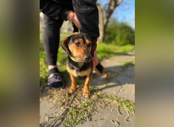 Amigo, geboren 08.04.2023, 35cm sucht sein Zuhause