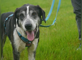 ♥LADI♥ am 13.7. bei "Tiere suchen ein Zuhause"-lieber, unkomplizierter und dankbarer Schmusebär 63cm