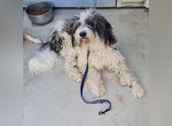 Jovi - -HAT INTERESSENTEN - ängstlicher kleiner Kerl sucht seine Familie