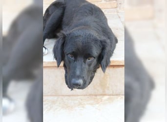 Manolo, Traumhund mit Handicap