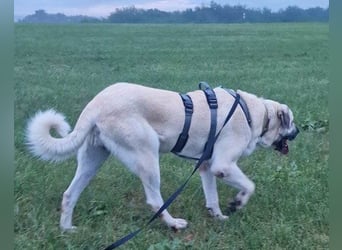 Riesen-Baby-Kangal ♥Ares♥ wartet schon in 99718 Greussen auf seine Für-Immer-Menschen