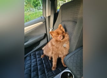 Lio - ist aktiv und liebt Ball spielen