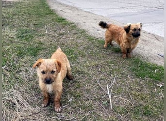 Brownie und Mirabell - verspieltes, freundliches, katzenverträgliches Doppel / noch in Rumänien