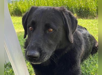 BEPO❤️ verschmuster, kluger Labbi-Senior sucht dringend seine neue Familie