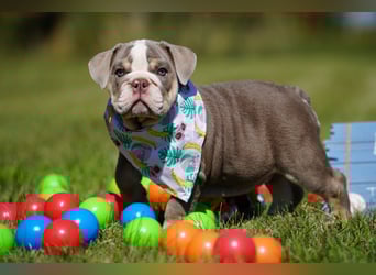 Reinrassige Freiatmende Englische Bulldogge Welpen auf Familiensuche