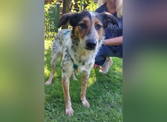 ♥LILLI♥ verliert ihr Zuhause in Reichshof-sehr liebe, sanfte Seele mit ihrem besonderen Äußeren 55cm